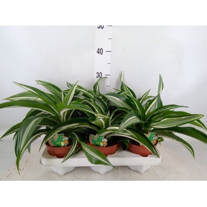 Dracaena frag. 'Kanzi'