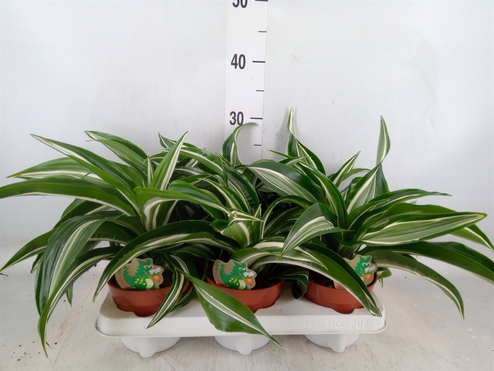 <h4>Dracaena frag. 'Kanzi'</h4>