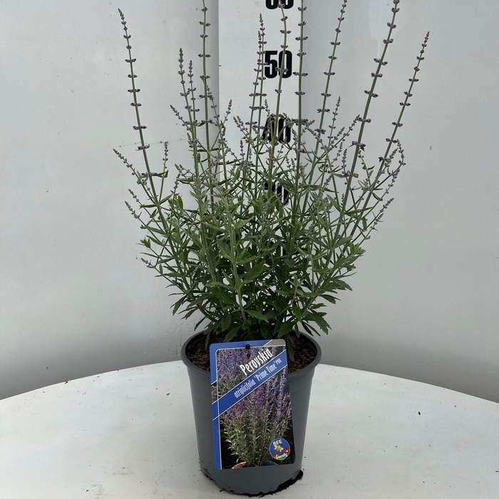 Perovskia atriplicifolia