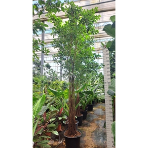 Ficus natalensis Lynn