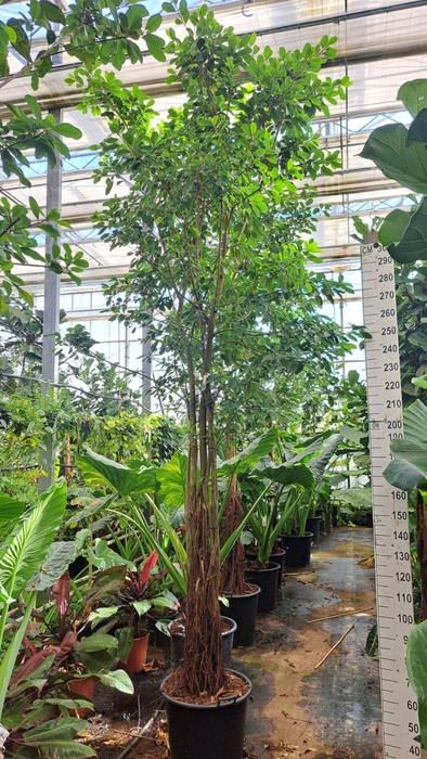 <h4>Ficus natalensis Lynn</h4>