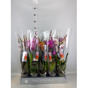 Phalaenopsis   ...mix  5