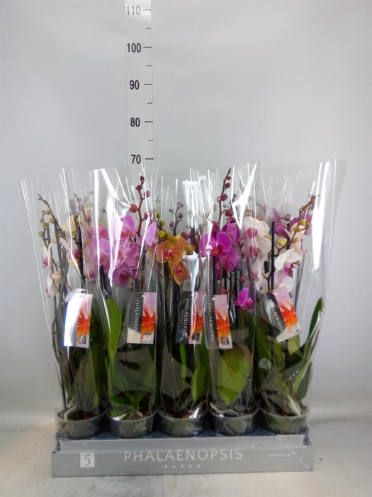 <h4>Phalaenopsis   ...mix  5</h4>