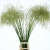 Stipa Gold