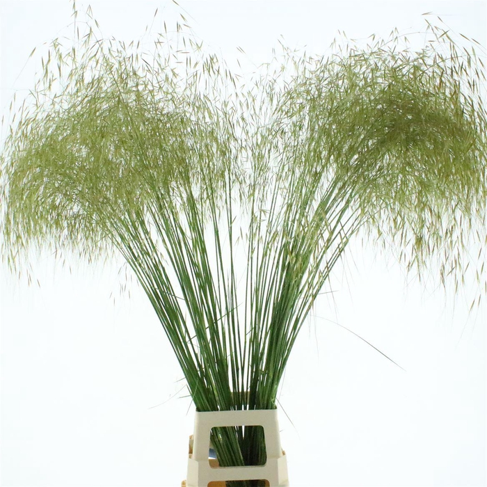 <h4>Stipa Gold</h4>