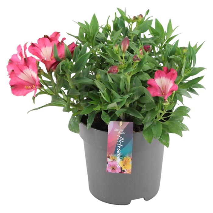 <h4>Alstroemeria Inticancha Romance p21</h4>
