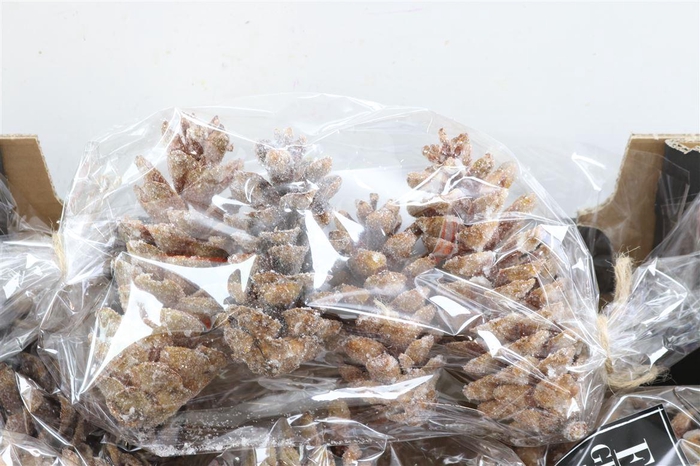 <h4>Deco Pinecone Strobus Sugared 4pcs L19w12h14</h4>