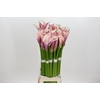 Zantedeschia Eydolls Purple Pink