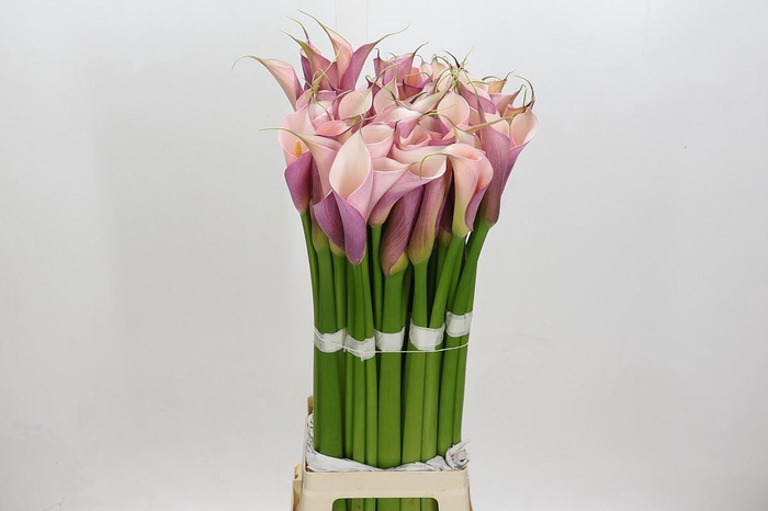 Zantedeschia Eydolls Purple Pink