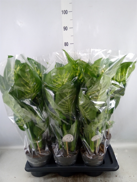 <h4>Dieffenbachia seg. 'Reeva'</h4>