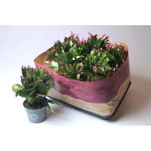 Schlumbergera gemengd 3 kleuren