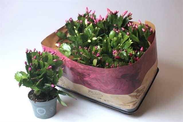 <h4>Schlumbergera gemengd 3 kleuren</h4>