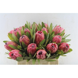 PROTEA RED ICE