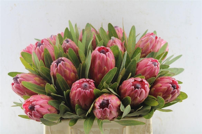 <h4>PROTEA RED ICE</h4>