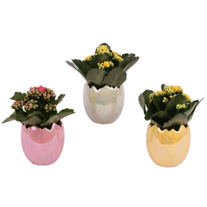 Easter Arr. Indoor Ceramic Egg Pearl Glazed Ø11cm 1PP