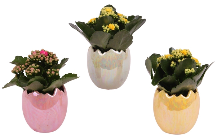 <h4>Easter Arr. Indoor Ceramic Egg Pearl Glazed Ø11cm 1PP</h4>