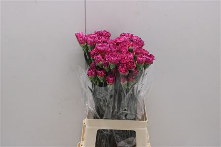 <h4>Di St Cherry Jubilee</h4>