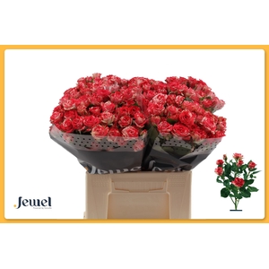 R TR FIREWORKS Water