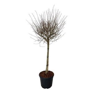 Syringa BLOOMERANG® 'Pink Perfume'