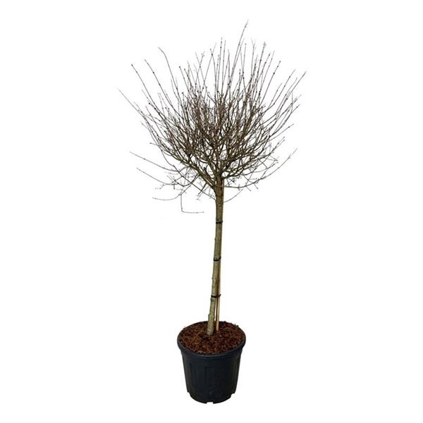 <h4>Syringa BLOOMERANG® 'Pink Perfume'</h4>