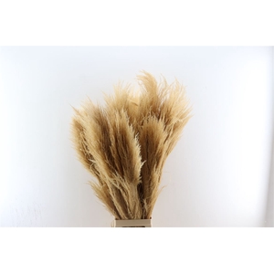 Dried Cortaderia Zaquara Semi Bleached 100 Cm