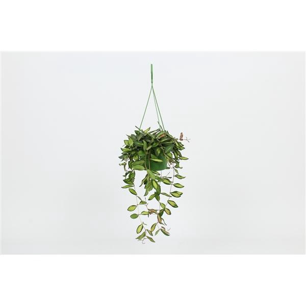 <h4>HangonGreen Hoya Burtoniae Variegatum 14 cm</h4>