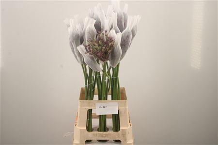 <h4>Allium Mercurius</h4>