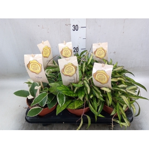 Hoya carnosa