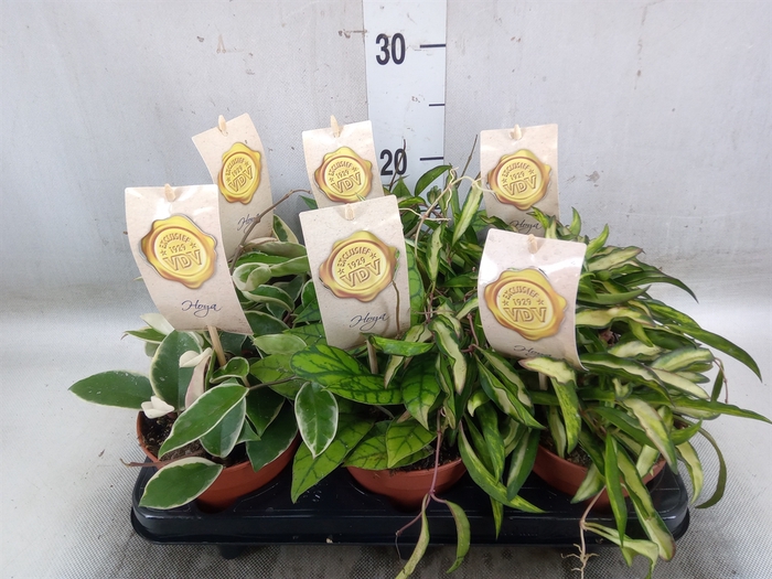 <h4>Hoya carnosa</h4>