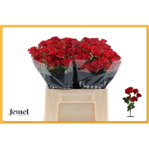 ROSA TR 'MIRABEL'