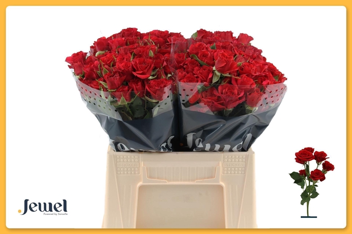 <h4>ROSA TR 'MIRABEL'</h4>