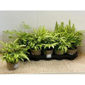 PTERIS ALBOLINEATA