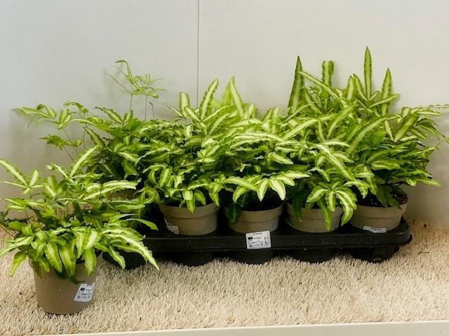 <h4>PTERIS ALBOLINEATA</h4>