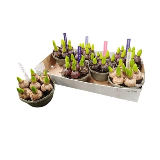 Hyacin Pear Gem 4 Kl