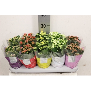 Kalan Gevuld Gemengd 12cm