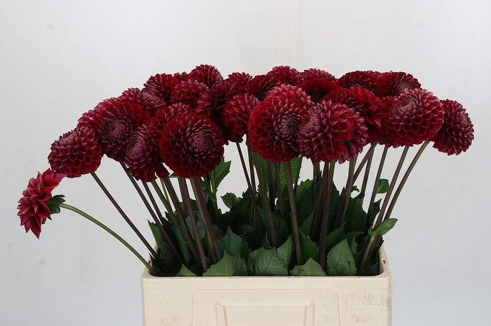 <h4>Dahlia Cornel</h4>
