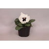 Viola wittrockiana sixpack F1 White with blotch