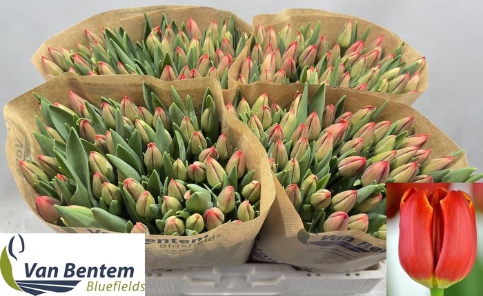 <h4>TU EN ESTA BONITA</h4>