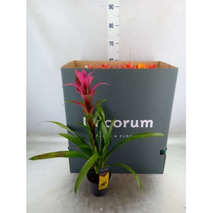 Guzmania   ...mix