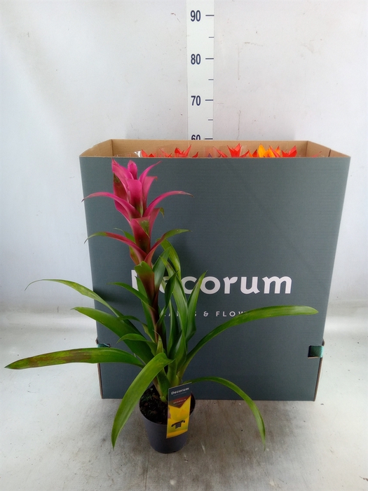 <h4>Guzmania   ...mix</h4>