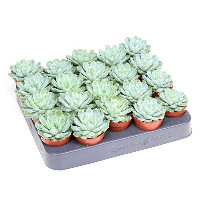 <h4>Echeveria elegans</h4>