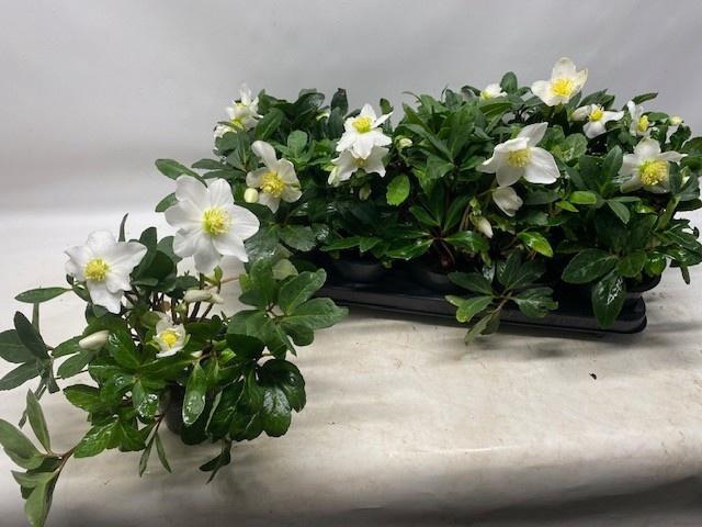 <h4>HELL NI HAPPY DAY</h4>