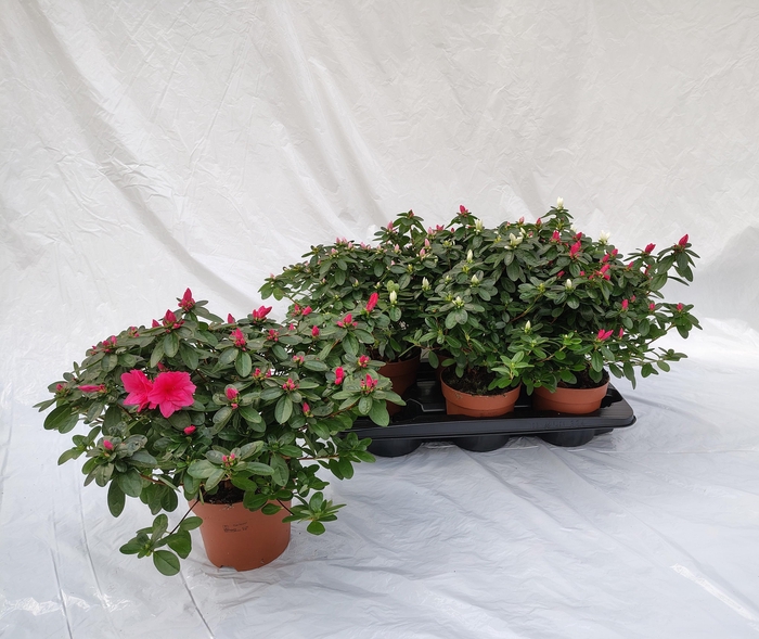 <h4>RHODO OBTUSUM OV</h4>