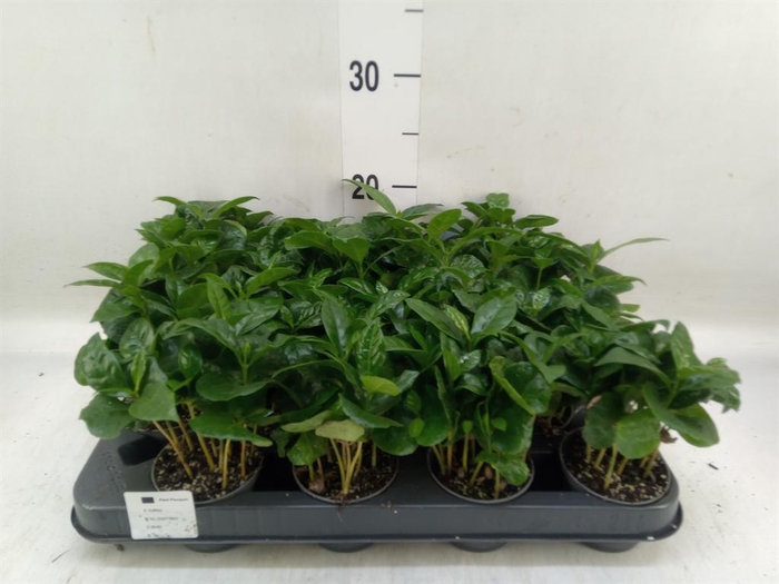 <h4>Coffea arabica</h4>