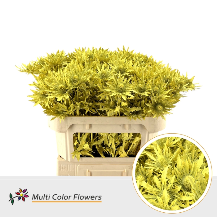 <h4>Eryngium Geel</h4>