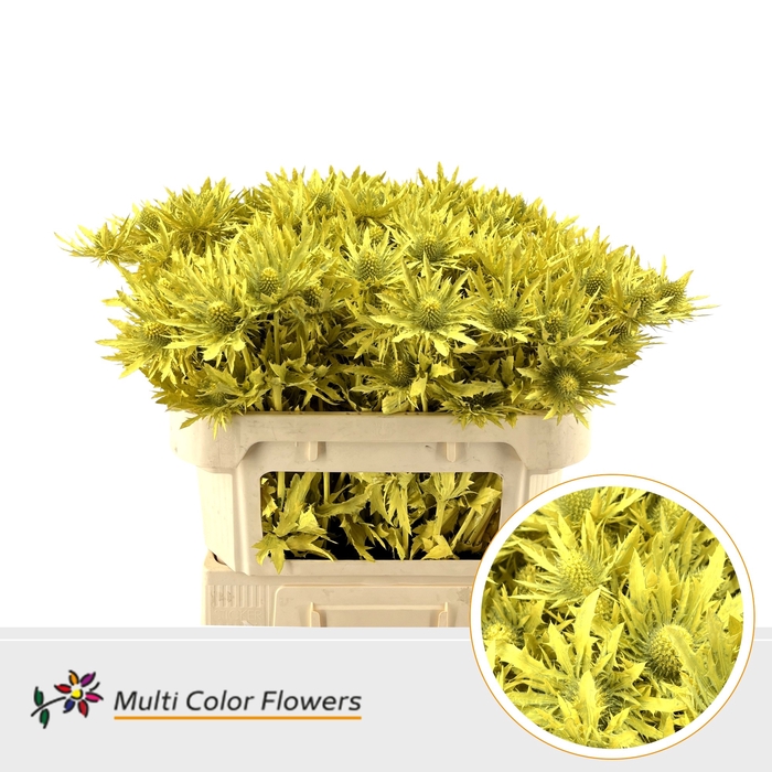 <h4>Eryngium Geel</h4>