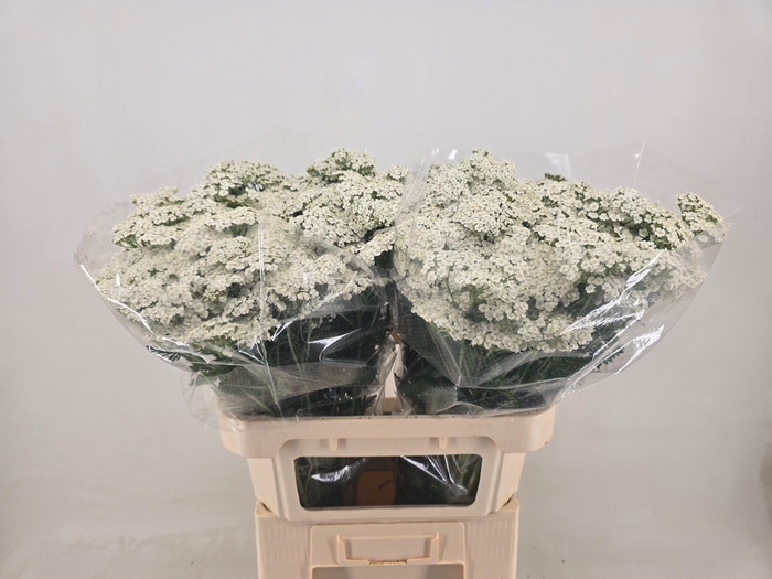 <h4>ACHIL M WHITE BEAUTY</h4>