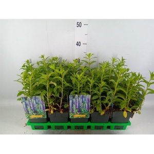 Veronica spicata 'Anniversary Blue'