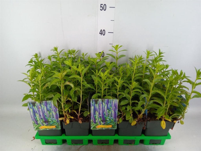 <h4>Veronica spicata 'Anniversary Blue'</h4>