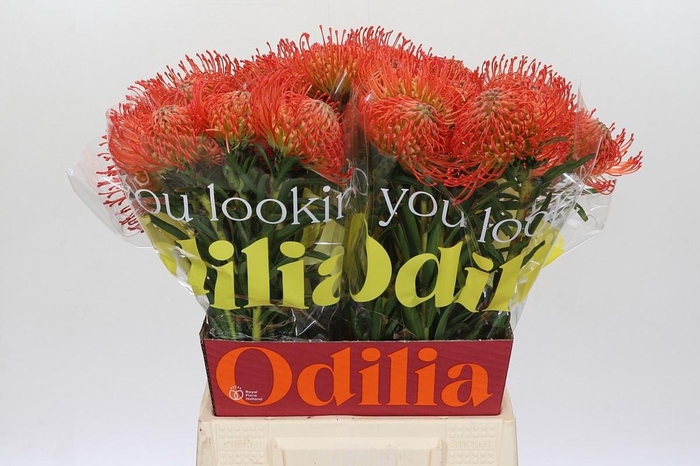 <h4>LEUCO CO SUCCESSION</h4>